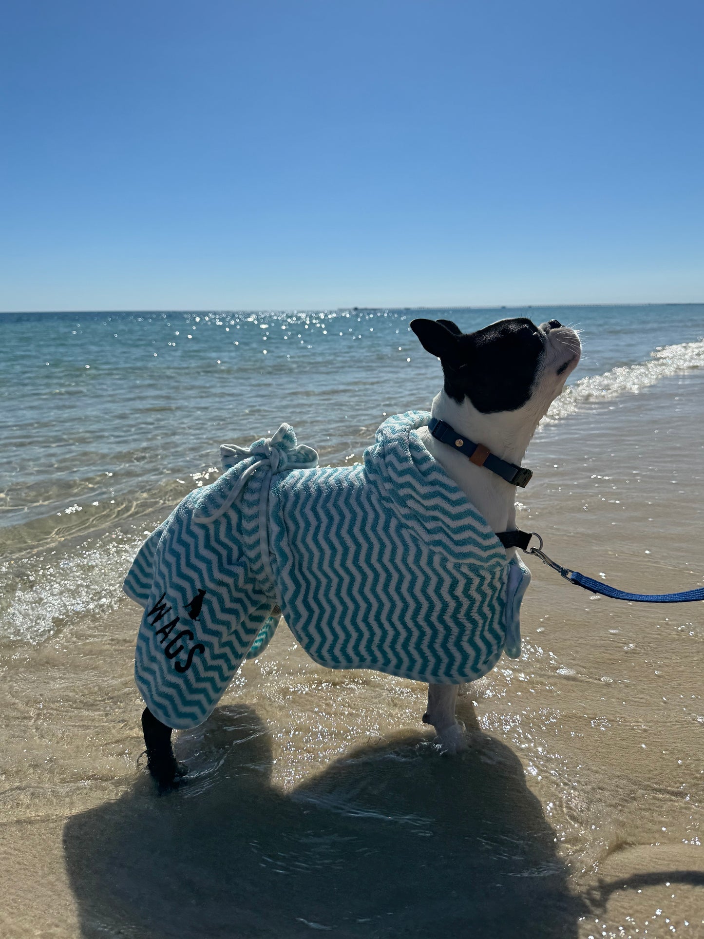 Blue Dog Towel