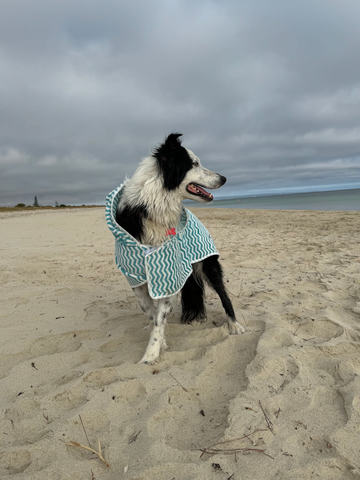 Blue Dog Towel