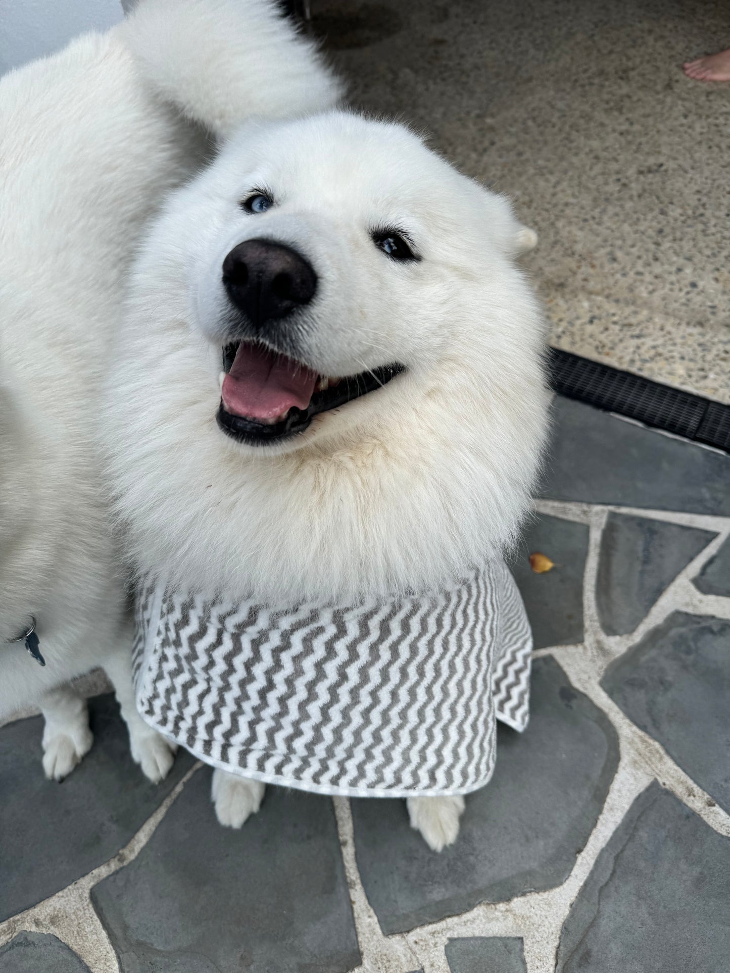 Grey Dog Towel