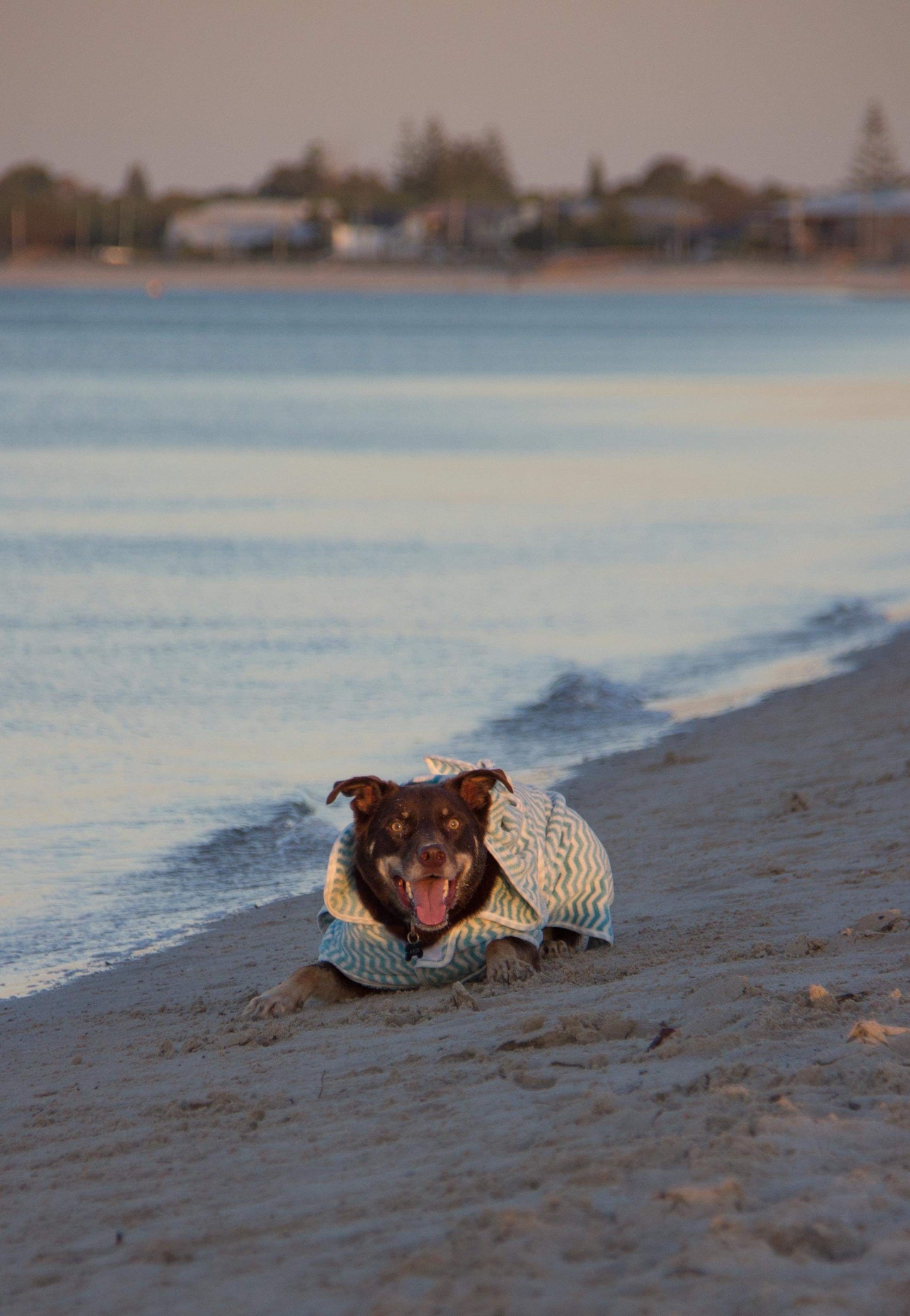 Blue Dog Towel