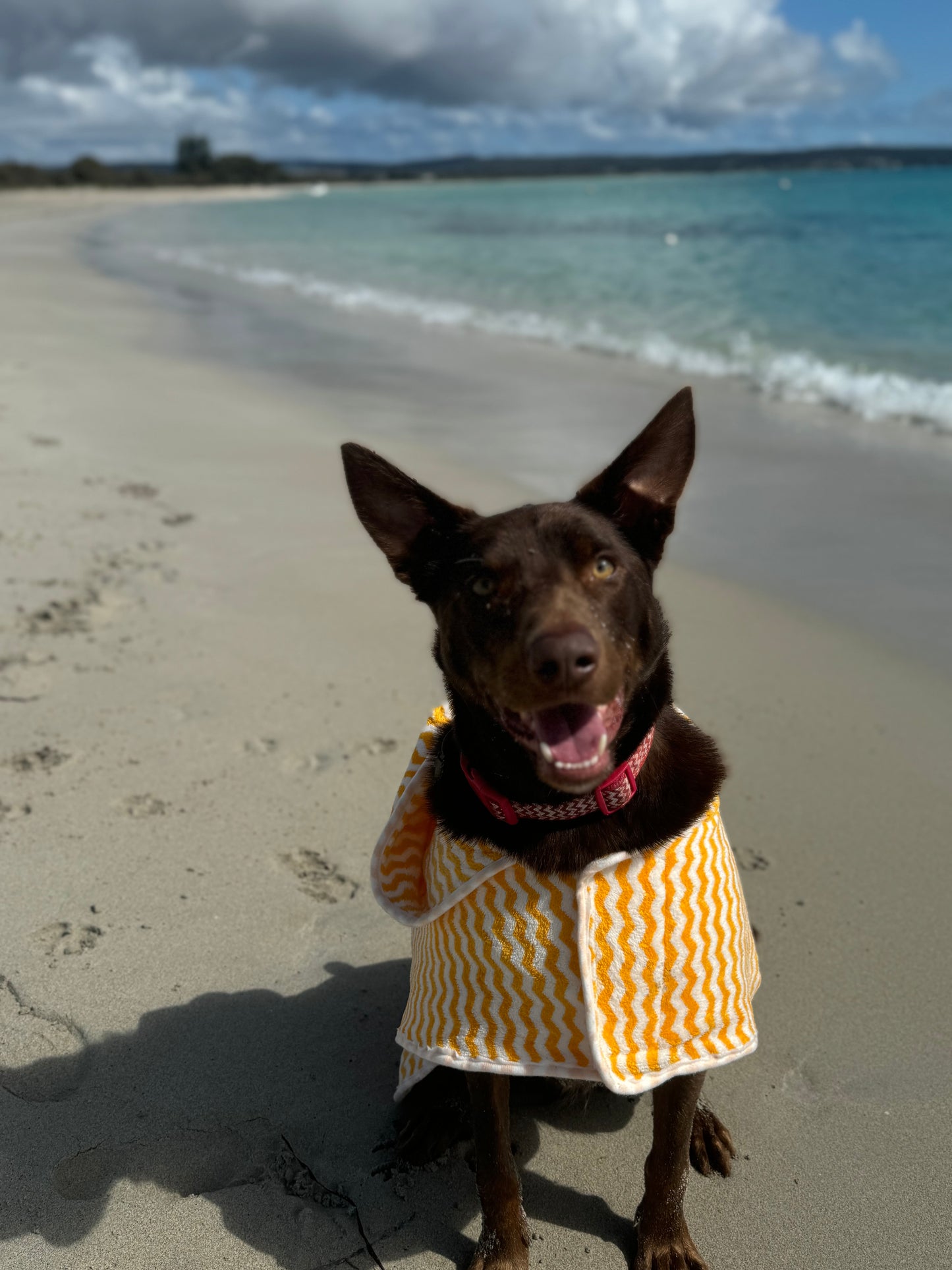 Yellow Dog Towell